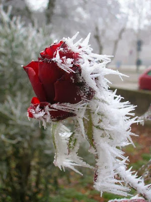 snowy red rose with ice