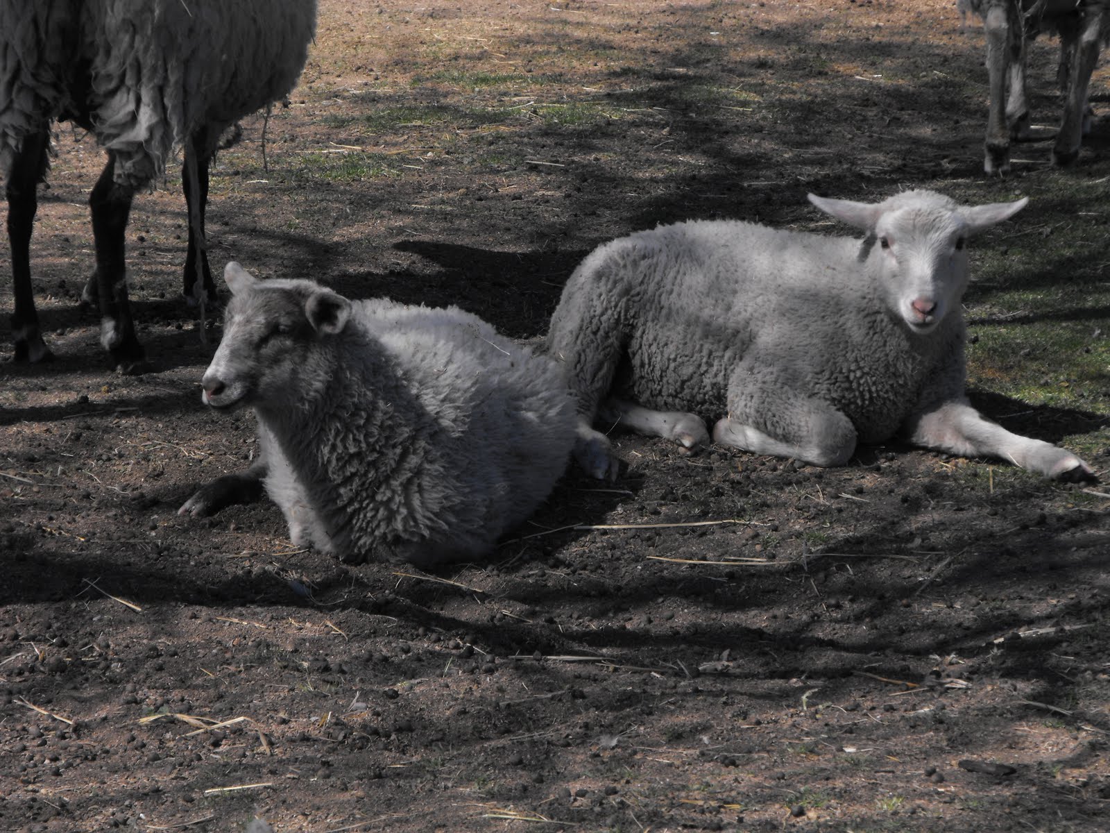 Simply Sowing How to Dock Lamb's Tails in two shakes of a lamb's tail.