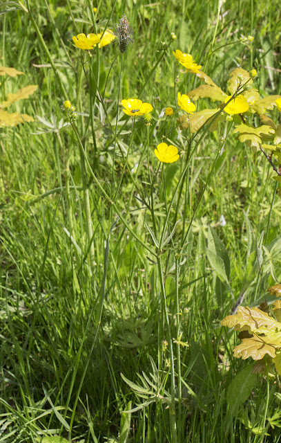 A Meadow Buttercup, Ranunculus acris, with a Malachite Beetle, Malachius bipustulatus. Jubilee Country Park, 3 June 2013. A Meadow Buttercup, Ranunculus acris, with a Malachite Beetle, Malachius bipustulatus. Jubilee Country Park, 3 June 2013.