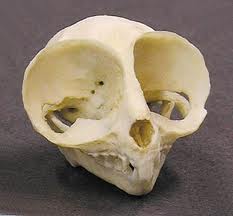 Mystery Sealand Skull, Real or Fake?