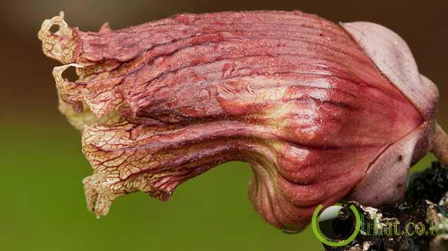 Mexican Calabash atau Jicaro Mexican Calabash atau Jicaro
