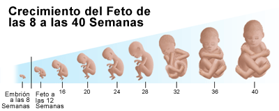 Duele donde el cóccix cuando estás sobre la espalda