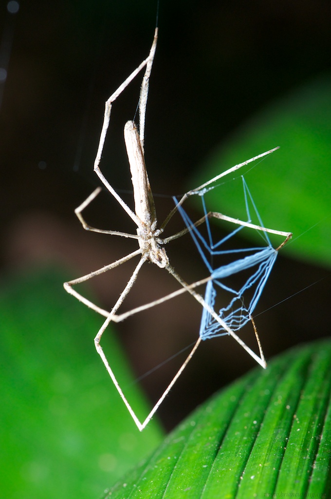 Net Casting Spider