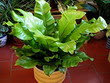 Asplenium nidus