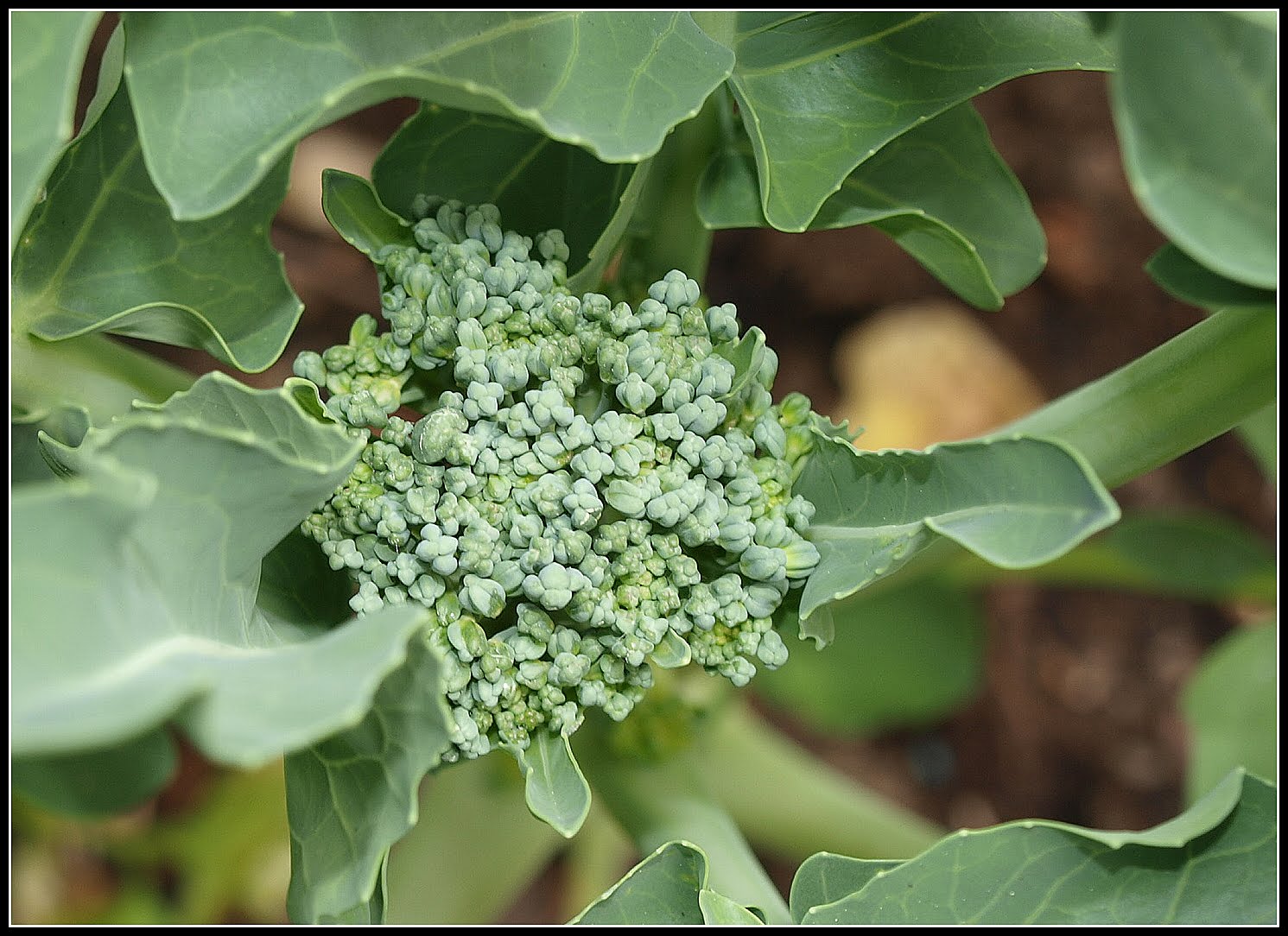 Mark's Veg Plot Summer Broccoli "Tenderstem"