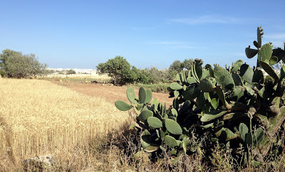 qrendi field