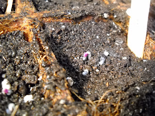 Purple Basil seedling just starting to poke out