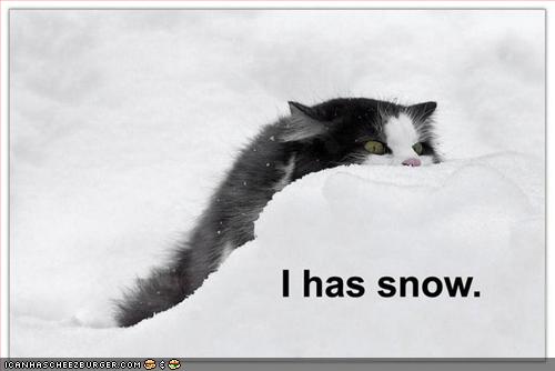 funny-pictures-cat-has-snow_132203891469.jpg