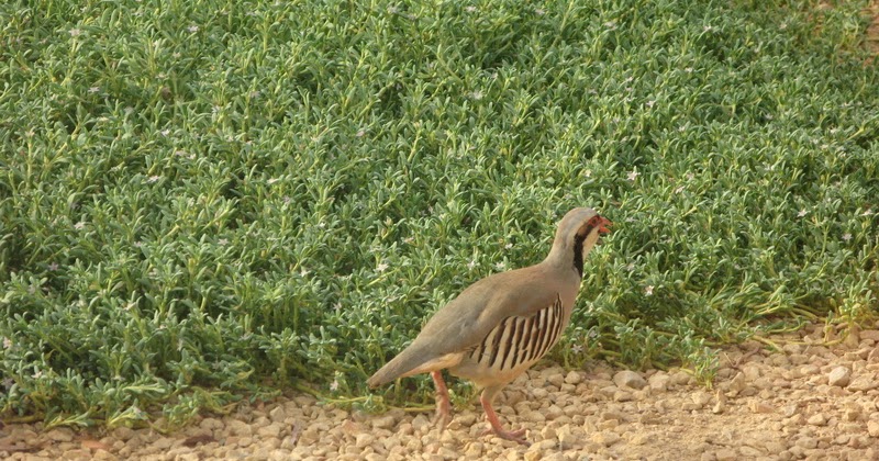 sarisaringketektyur: Birds of UAE
