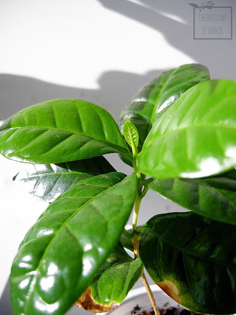 Kawa arabska (Coffea arabica) sadzonki, siewki. Przesadzanie, pielęgnacja, uprawa.