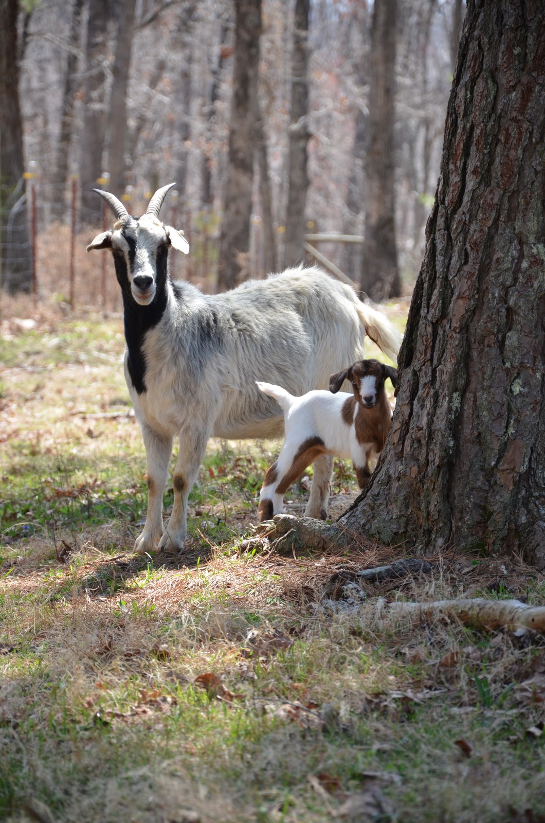 HORSESHOE CANYON RANCH MEAT GOATS Kidding season, new puppy and