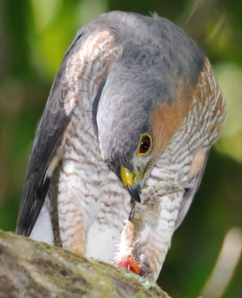 wild birds unlimited what to do if you have a hawk in the wild birds unlimited what to do if you have a hawk in the