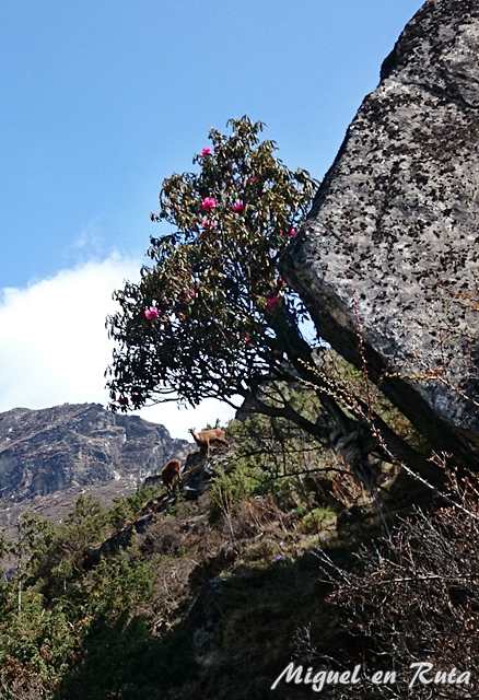 Rododendro-Nepal