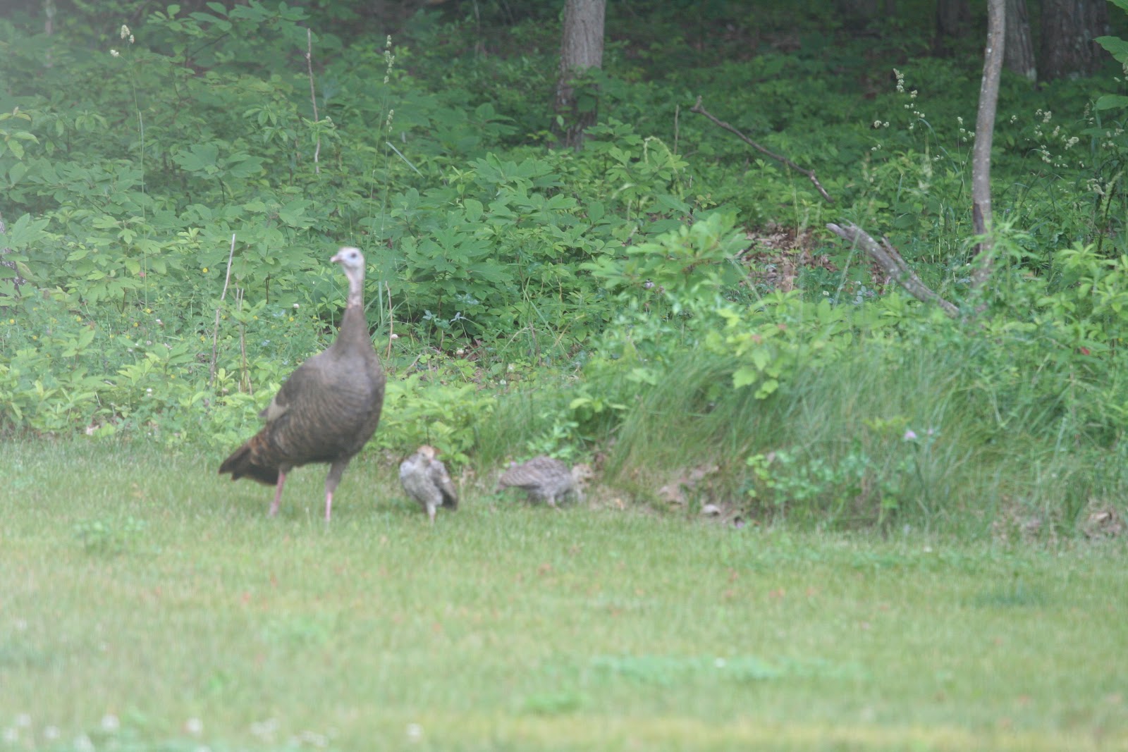 Franklin County (PA) Gardeners Turkey Hens and Poults