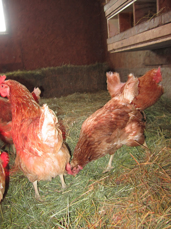 A crown of Jewels Butchering old laying hens