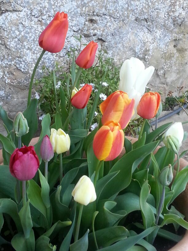 Un Jardin para Valentina: TULIPANES