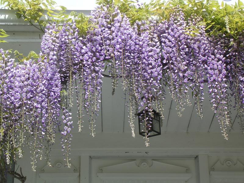 dream home with patios how climbing vines enhances the dream home with patios how climbing vines enhances the