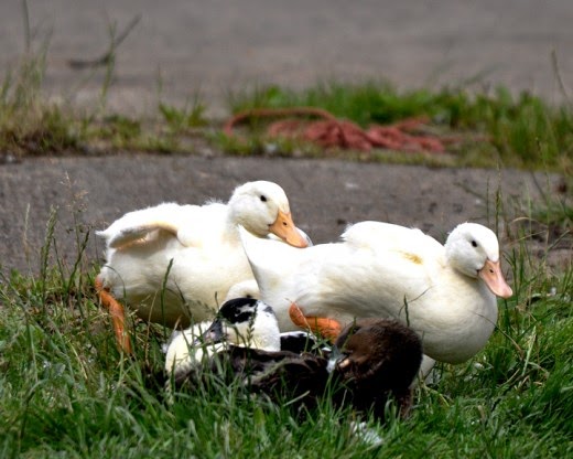 Young Aylesbury Ducks, Blue Swedish Duck and Rouen Duck Young Aylesbury Ducks, Blue Swedish Duck and Rouen Duck