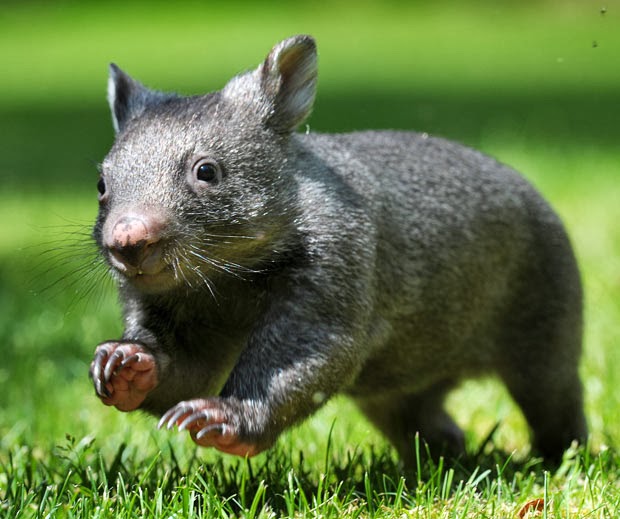 [Image: Wombats-Animals-Pictures-Great.jpg]
