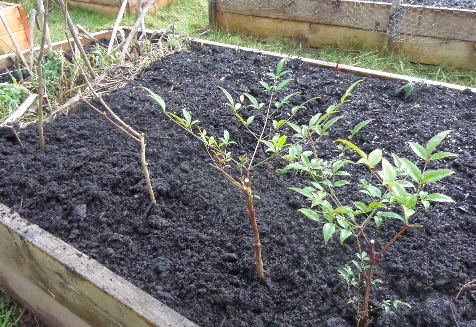 Growing Greener in the Pacific Northwest Plant Propagation Day. Lilacs