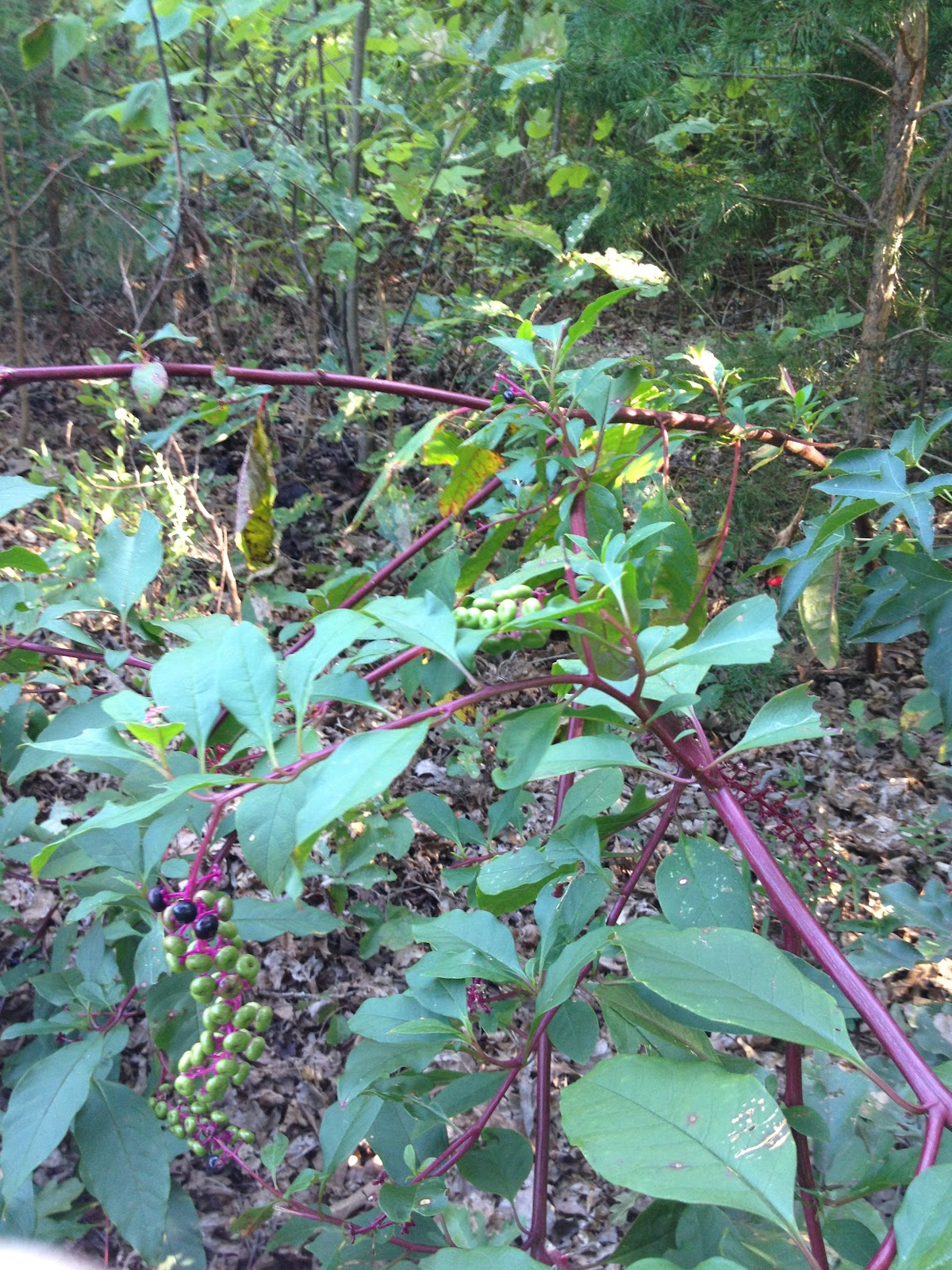 Contrary to the matter Elderberry in my back yard!!