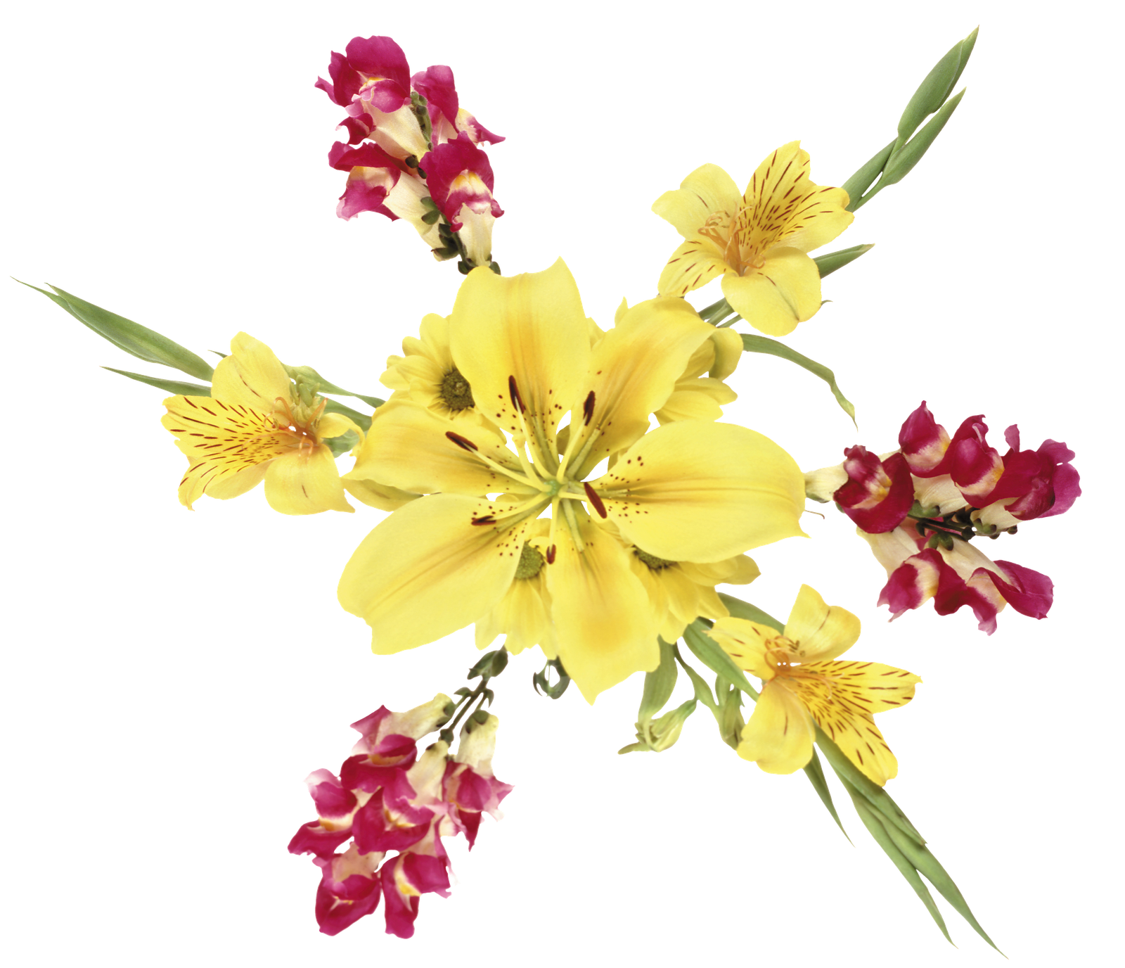 Mango - Flor De Verano Mango - Flor De Verano