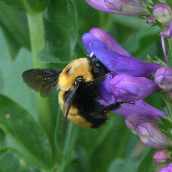 twenty pound tabby Native Bees of Colorado