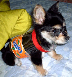Funny DOG Pictures