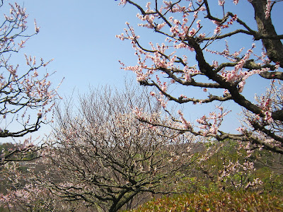 兵庫県・中山寺の梅林