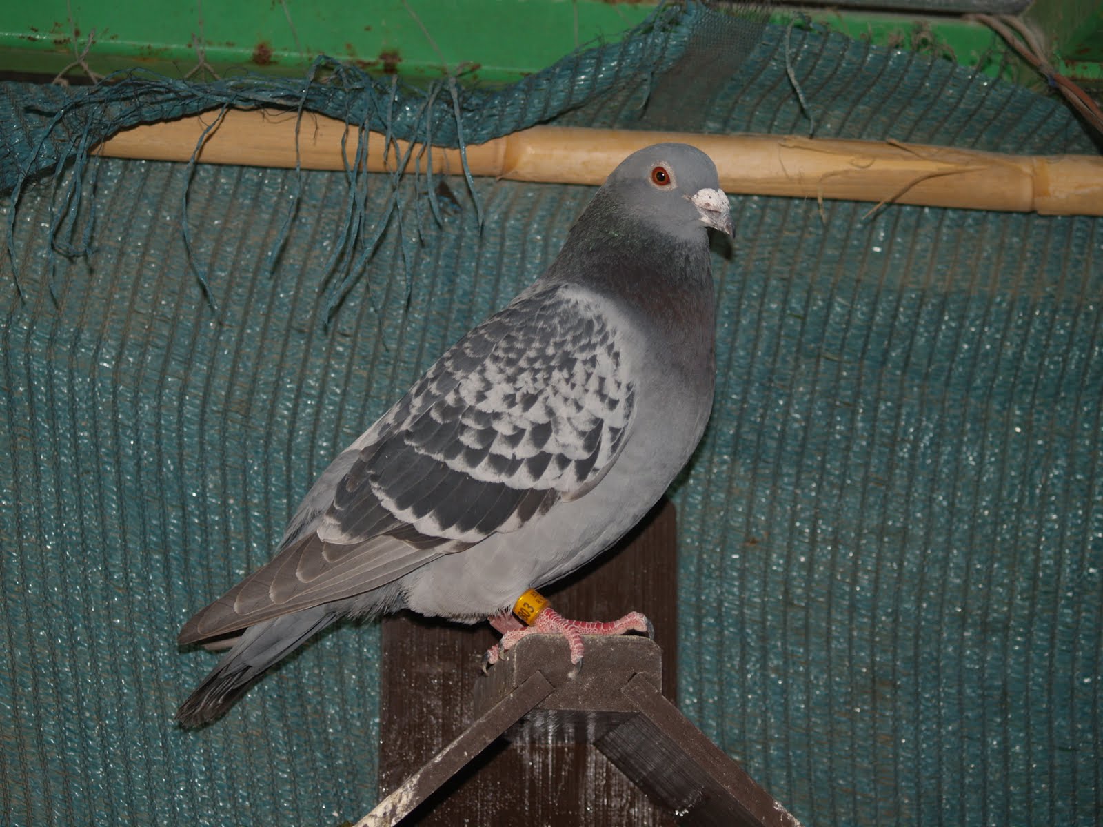 Mis amigas las palomas Fotos palomas mensajeras