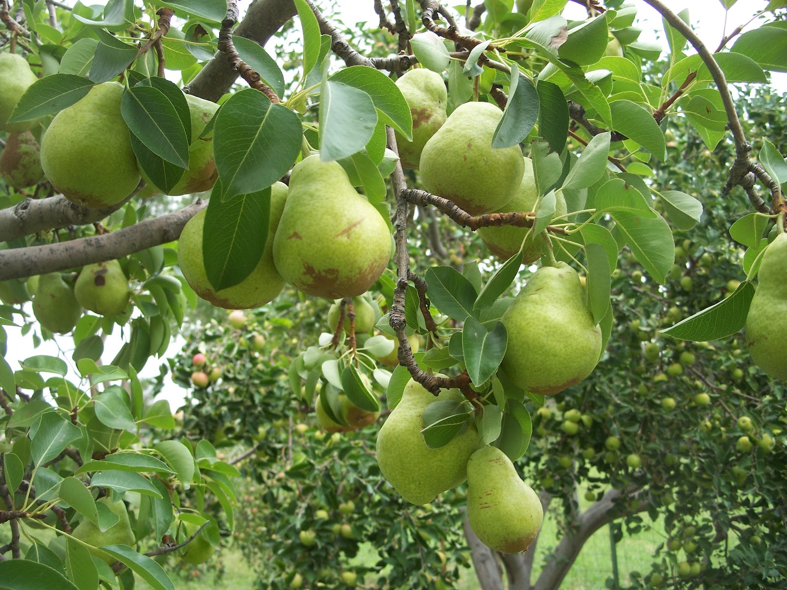 Trees That Please Nursery Bartlett Pear