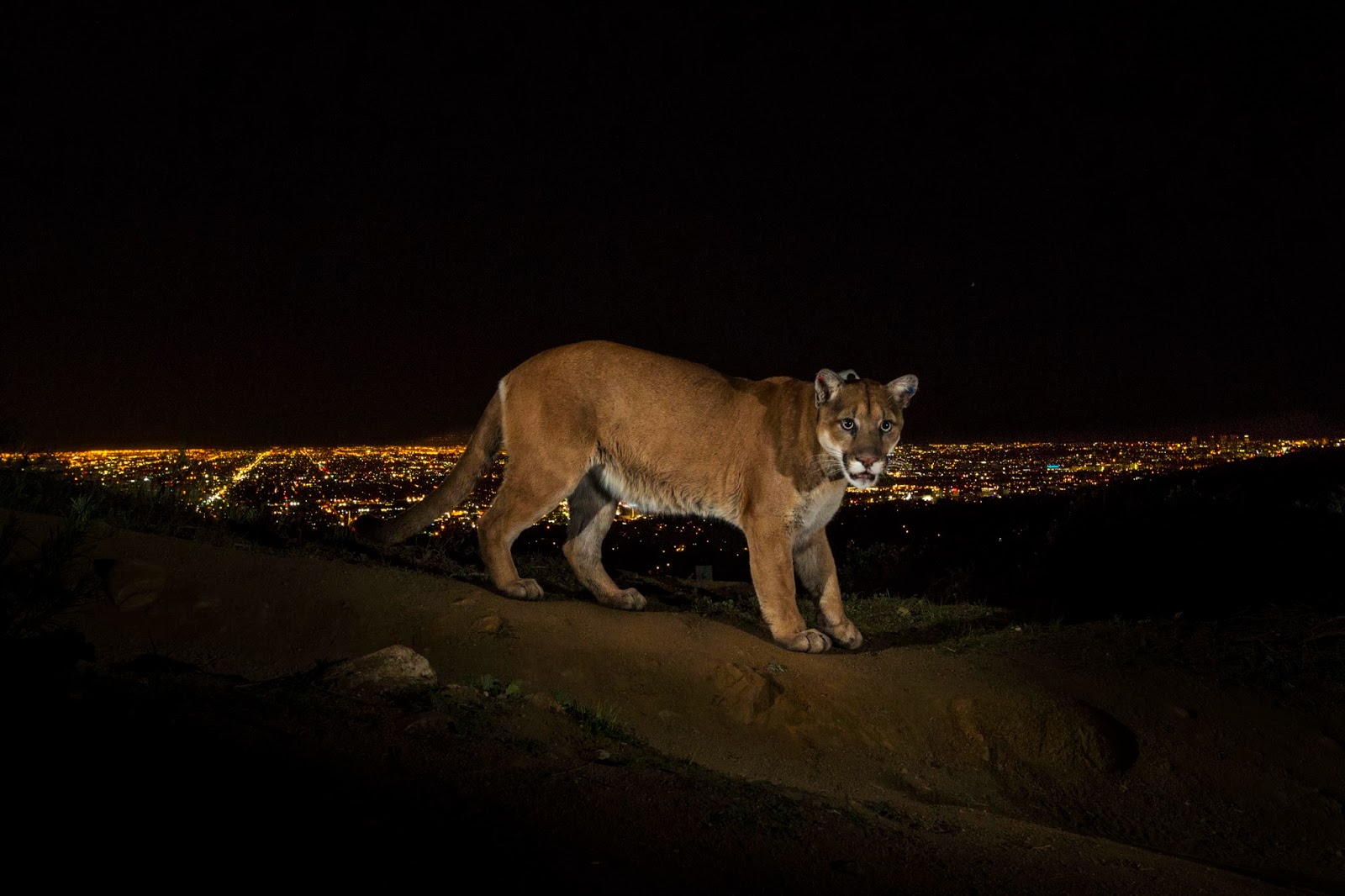 1st Prize Nature Stories Steve Winter, USA, for National Geographic 02 March 2013, Los Angeles, USA A cougar walking a trail in Los Angeles’ Griffith Park is captured by a camera trap. To reach the park, which has been the cougar’s home for the last two years it had to cross two of the busiest highways in the US. Cougars are among the most adaptable and widespread terrestrial mammals in the Western Hemisphere, with a range that extends from the tip of Chile to the Canadian Yukon. They are increasingly being seen in and around towns and cities, including Los Angeles and in the Hollywood Hills. Fear of these secretive cats, combined with a lack of adequate public knowledge, tends to justify the thousands of cougars killed every year. Scientists in Wyoming’s Teton National Forest are outfitting them with GPS collars and camera trapping to learn more about basic behaviors and to lift the veil of mystery surrounding them. World press photo, Steve Winter