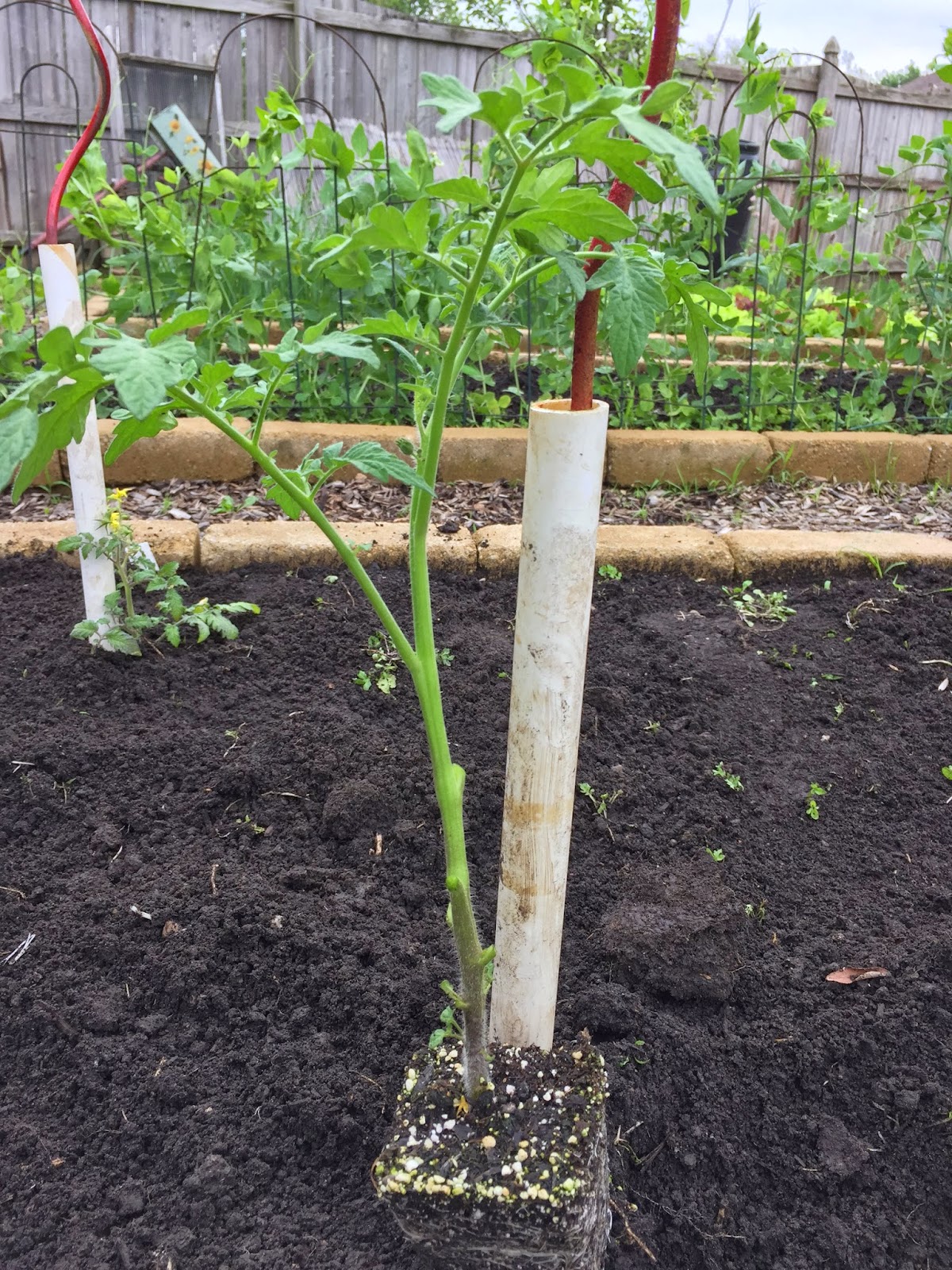How to plant a tomato plant