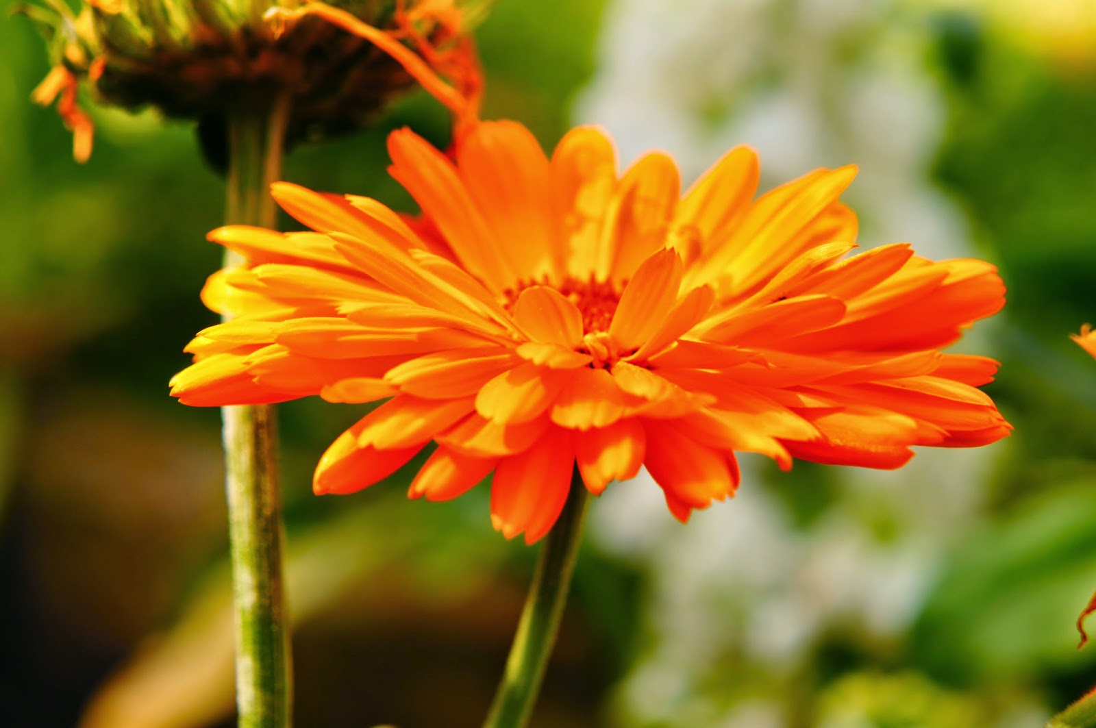 100 public domain pictures of beautiful flowers 1 million free pictures