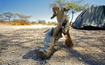 Squirrels fighting funny pictures