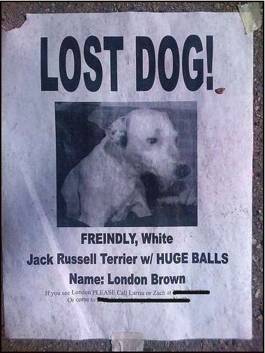 30 funniest lost and found pet signs damn cool pictures lost dog sign