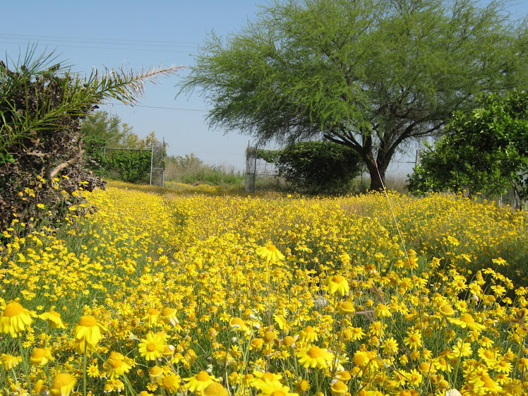 YeRbeRia de La Tia GuiLLe Espi