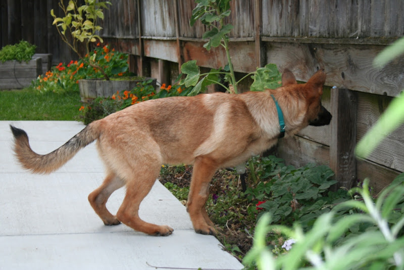 kira leaning way forward on all fours as she leans over a 2 foot flower bed, trying to smell through the wooden fence on the other side