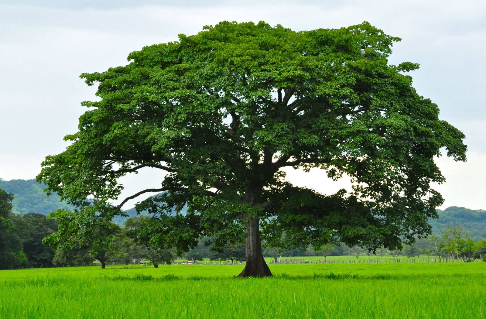 National Tree: Guanacaste | Moving to costa rica, Tree, Living in costa
