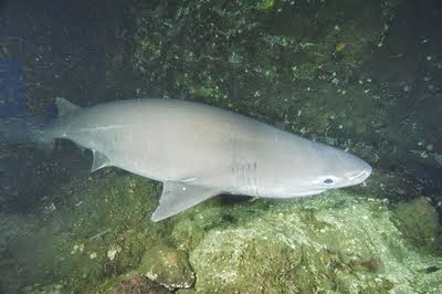 Bluntnose Sixgill Shark Jenis Hiu Terbesar di Dunia