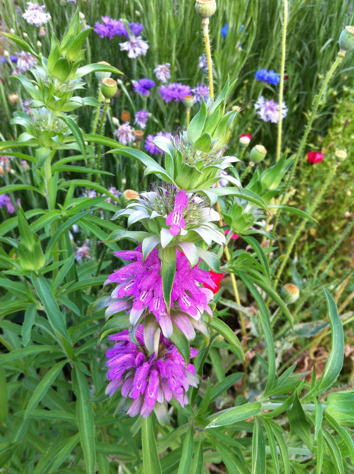 Hill Country Herbalist Lemon Mint (Monarda citriodora) Growing in the