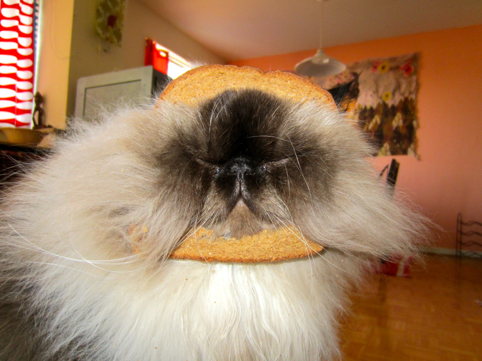 Kitten the Cat My InBread Cat, Kitten