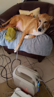 Ozone Therapy used to blast an abscess on a dog at The Ozone Pod, Fourways, Johannesburg South Africa