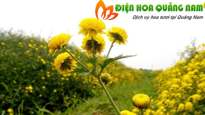 [Image: Ruc-ro-canh-dong-hoa-cuc-hut-gioi-tre-Hung-Yen-1.jpg]