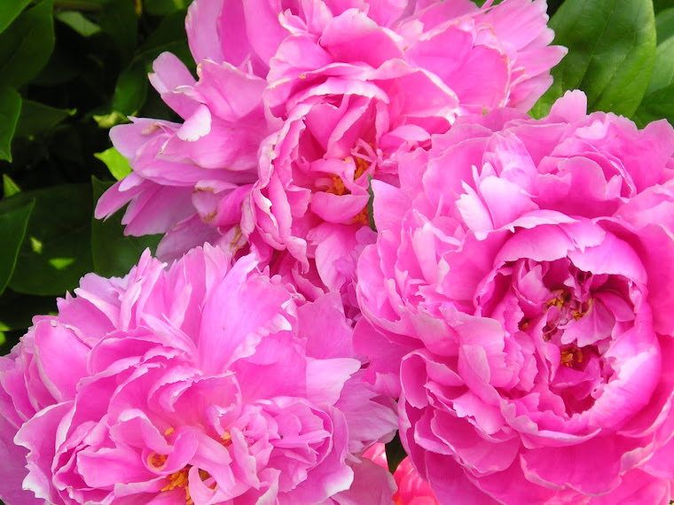 Peonies