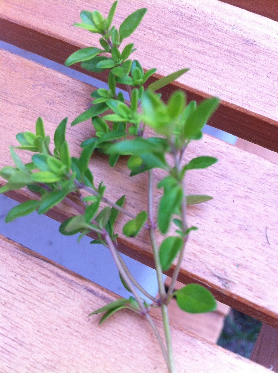 Adventures of an Urban Gardener Can You Ever Have Too Much Thyme?