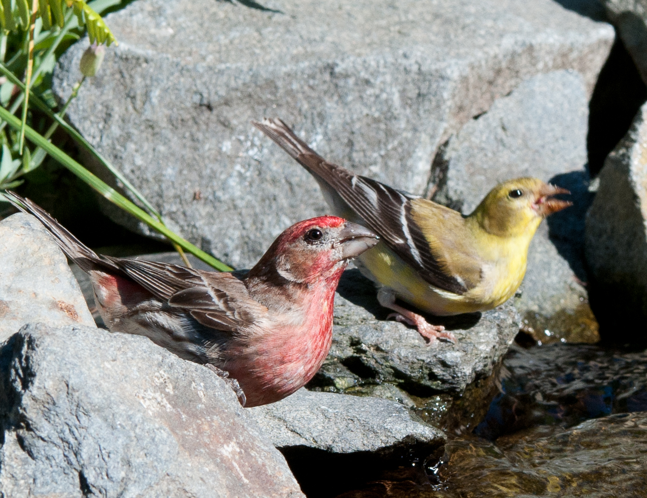 Birds of Different Feathers Correction Purple Finch!