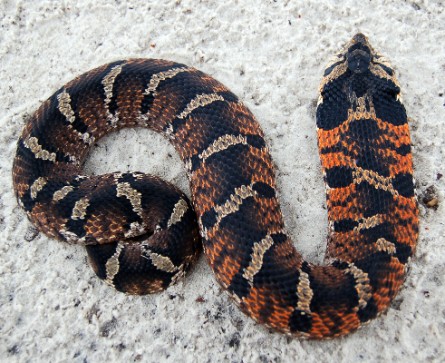 Spread+Head+Snake ... spread nelly spread head moccasin spread head snake spread head viper