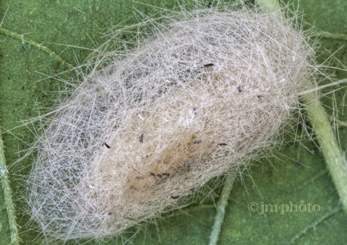 Jana Malinek Photography May 2013