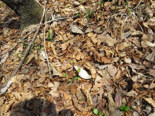 southern twayblade